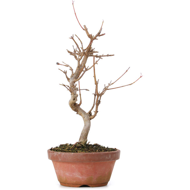 Acer buergerianum, 20 cm, ± 8 Jahre alt