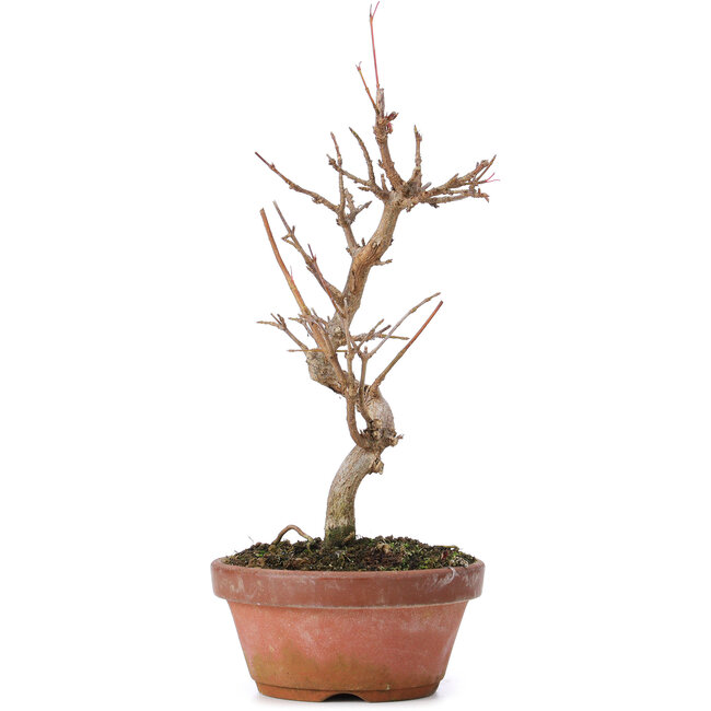 Acer buergerianum, 20 cm, ± 8 Jahre alt