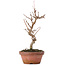 Acer buergerianum, 20 cm, ± 8 years old