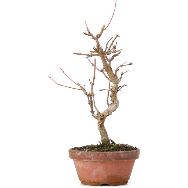 Acer buergerianum, 20 cm, ± 8 Jahre alt