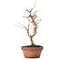 Acer buergerianum, 20 cm, ± 8 years old