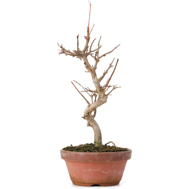 Acer buergerianum, 20 cm, ± 8 years old