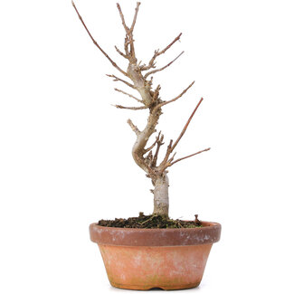 Acer buergerianum, 20 cm, ± 8 ans