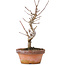 Acer buergerianum, 20 cm, ± 8 ans