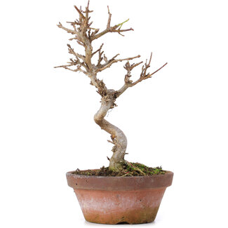 Acer buergerianum, 17,5 cm, ± 8 Jahre alt