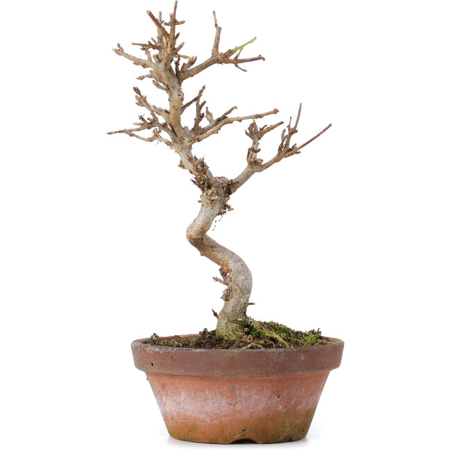 Acer buergerianum, 17,5 cm, ± 8 anni