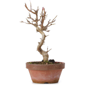 Acer buergerianum, 17,5 cm, ± 8 anni