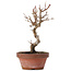 Acer buergerianum, 17,5 cm, ± 8 Jahre alt