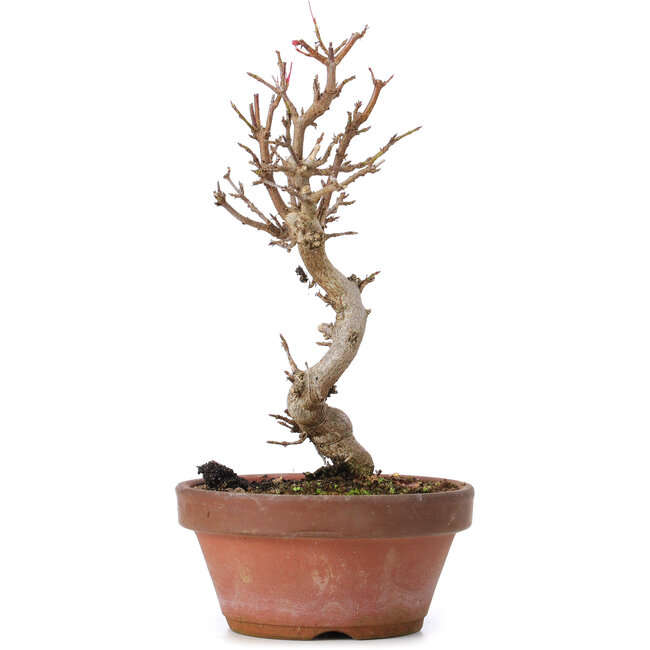 Acer buergerianum, 17,5 cm, ± 8 ans