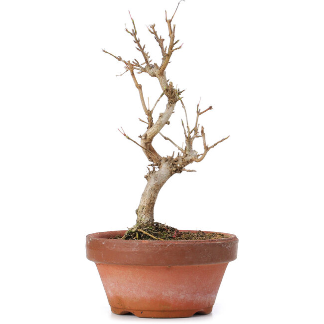 Acer buergerianum, 17,5 cm, ± 8 anni