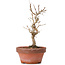 Acer buergerianum, 17,5 cm, ± 8 años