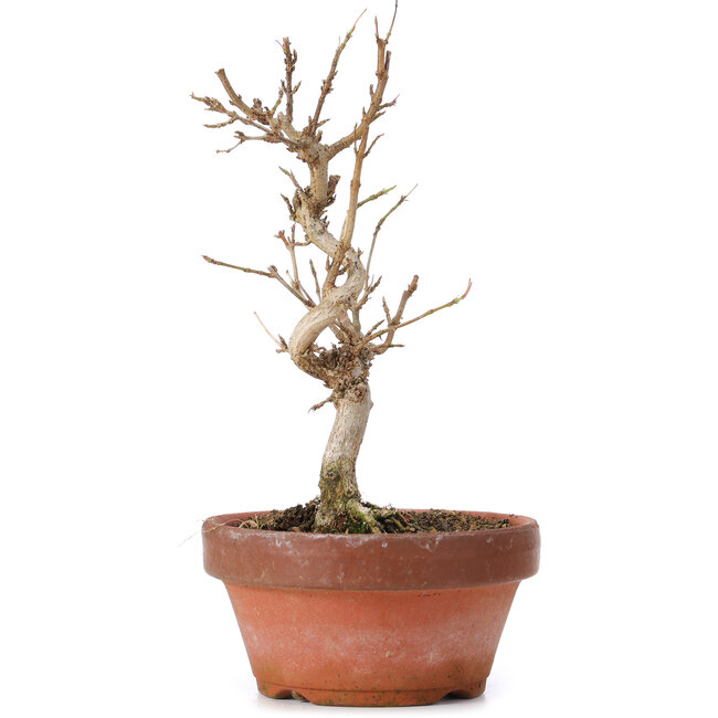 Acer buergerianum, 17,5 cm, ± 8 jaar oud