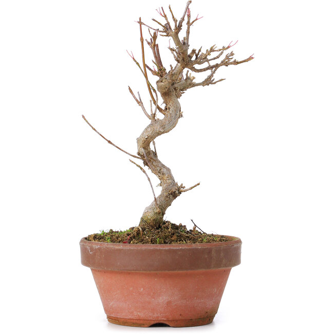 Acer buergerianum, 16 cm, ± 8 ans