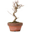 Acer buergerianum, 16 cm, ± 8 ans