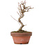 Acer buergerianum, 16 cm, ± 8 years old