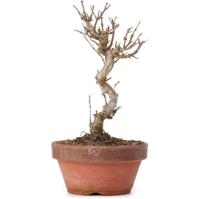 Acer buergerianum, 16 cm, ± 8 anni