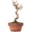 Acer buergerianum, 16 cm, ± 8 ans