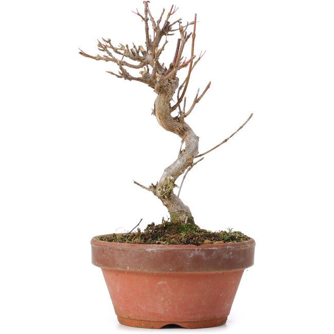 Acer buergerianum, 16 cm, ± 8 ans