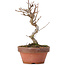 Acer buergerianum, 16 cm, ± 8 ans