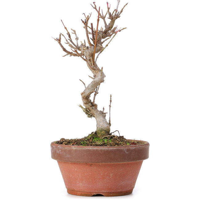 Acer buergerianum, 16 cm, ± 8 Jahre alt