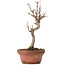 Acer buergerianum, 19 cm, ± 8 years old