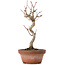 Acer buergerianum, 19 cm, ± 8 years old