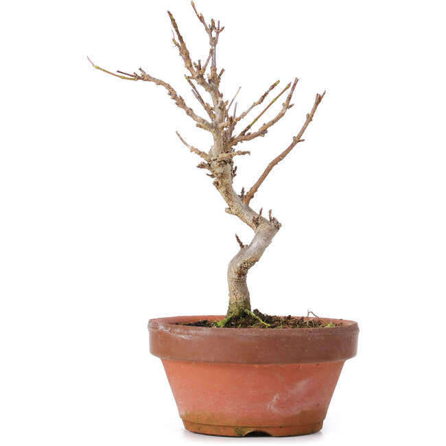 Acer buergerianum, 17,5 cm, ± 8 jaar oud