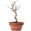 Acer buergerianum, 17,5 cm, ± 8 years old