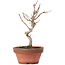 Acer buergerianum, 17,5 cm, ± 8 Jahre alt