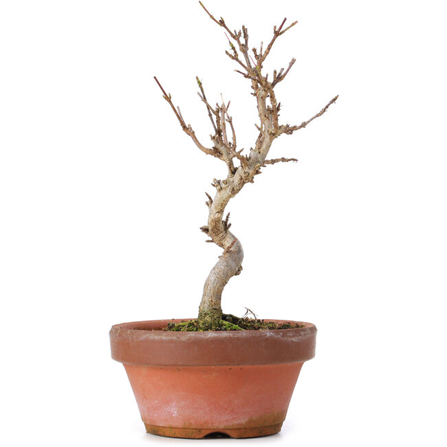 Acer buergerianum, 17,5 cm, ± 8 anni