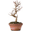 Acer buergerianum, 16,5 cm, ± 8 years old