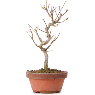 Acer buergerianum, 18 cm, ± 8 ans