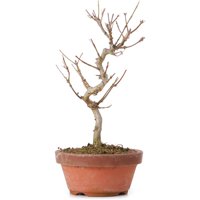 Acer buergerianum, 18 cm, ± 8 anni