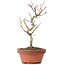 Acer buergerianum, 18 cm, ± 8 Jahre alt