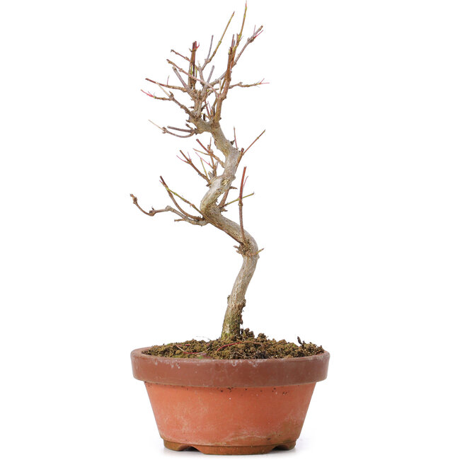 Acer buergerianum, 18 cm, ± 8 años