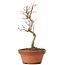 Acer buergerianum, 18 cm, ± 8 years old