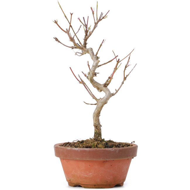 Acer buergerianum, 18 cm, ± 8 ans
