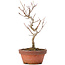 Acer buergerianum, 18 cm, ± 8 ans