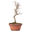 Acer buergerianum, 18 cm, ± 8 years old