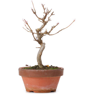 Acer buergerianum, 16,5 cm, ± 8 anni