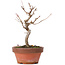 Acer buergerianum, 16,5 cm, ± 8 Jahre alt