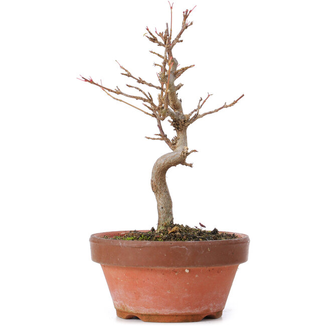 Acer buergerianum, 16,5 cm, ± 8 ans