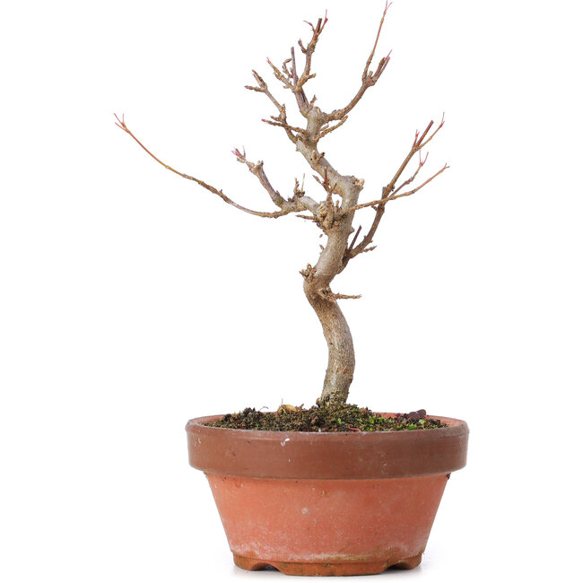 Acer buergerianum, 16,5 cm, ± 8 jaar oud