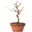 Acer buergerianum, 16,5 cm, ± 8 years old