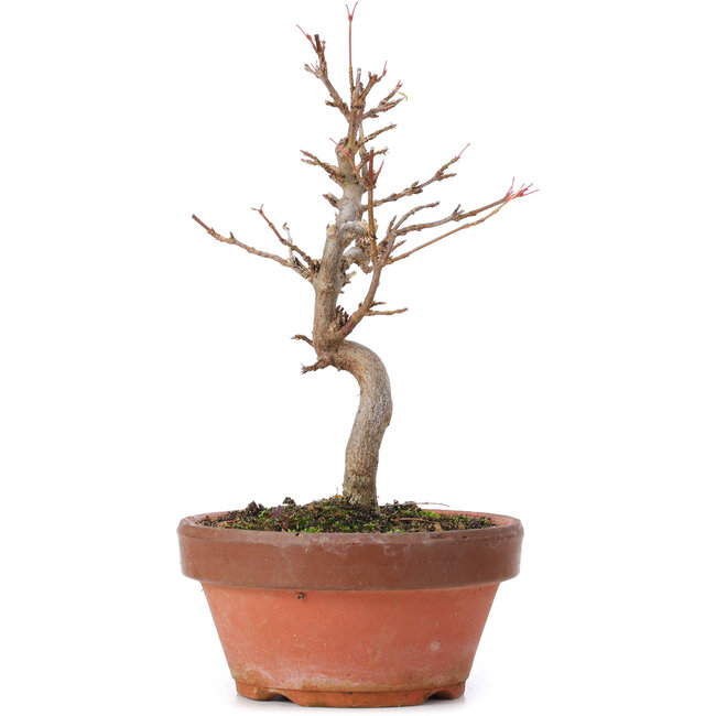 Acer buergerianum, 16,5 cm, ± 8 anni