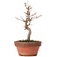 Acer buergerianum, 16,5 cm, ± 8 Jahre alt