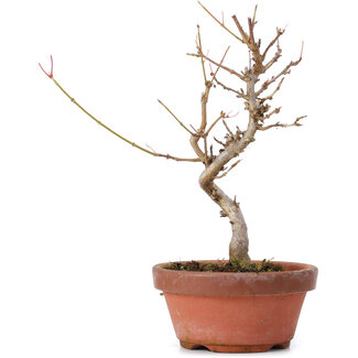 Acer buergerianum, 18,5 cm, ± 8 ans