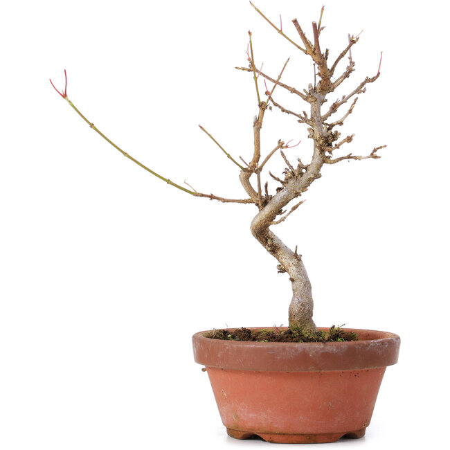 Acer buergerianum, 18,5 cm, ± 8 jaar oud