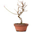 Acer buergerianum, 18,5 cm, ± 8 years old