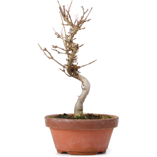 Acer buergerianum, 18,5 cm, ± 8 years old